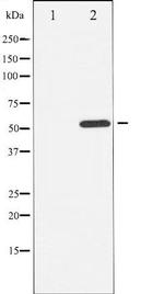 Phospho-ATF2 (Thr69) Antibody in Western Blot (WB)