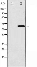 Phospho-Ezrin (Tyr146) Antibody in Western Blot (WB)