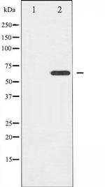 Phospho-Ezrin (Thr566) Antibody in Western Blot (WB)