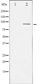 Phospho-SP1 (Thr453) Antibody in Western Blot (WB)