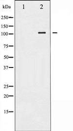 Phospho-Sodium / Potassium ATPase alpha-1 (Ser23) Antibody in Western Blot (WB)