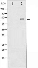 Phospho-IR (Tyr1361) Antibody in Western Blot (WB)