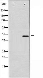 Phospho-c-Jun (Ser73) Antibody in Western Blot (WB)