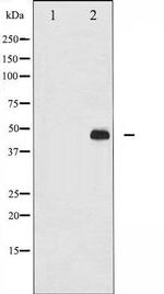 Phospho-c-Jun (Thr93) Antibody in Western Blot (WB)