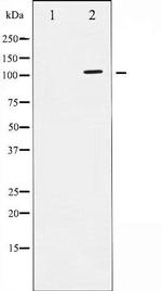 Phospho-Sodium / Potassium ATPase alpha-1 (Ser16) Antibody in Western Blot (WB)