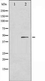 Phospho-p53 (Ser366) Antibody in Western Blot (WB)