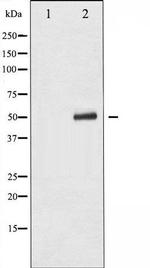 Phospho-p53 (Ser9) Antibody in Western Blot (WB)
