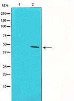 Phospho-p53 (Ser46) Antibody in Western Blot (WB)
