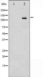 Phospho-c-Abl (Tyr393, Tyr412) Antibody in Western Blot (WB)