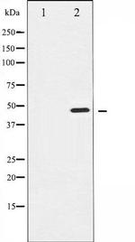 Phospho-Aurora A (Thr288) Antibody in Western Blot (WB)
