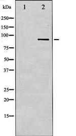 Phospho-IKK-beta (Tyr188) Antibody in Western Blot (WB)