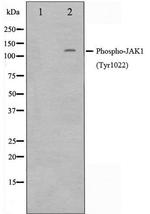 Phospho-JAK1 (Tyr1022) Antibody in Western Blot (WB)