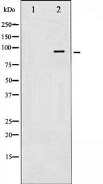 Phospho-Glucocorticoid Receptor (Ser211) Antibody in Western Blot (WB)