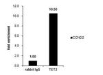 TET2 Antibody in ChIP Assay (ChIP)