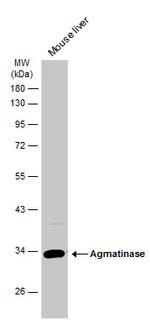 AGMAT Antibody in Western Blot (WB)