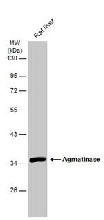 AGMAT Antibody in Western Blot (WB)