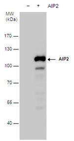 AIP2 Polyclonal Antibody