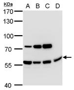 AMH Antibody in Western Blot (WB)