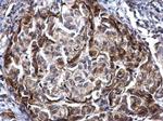 ANKRD35 Antibody in Immunohistochemistry (Paraffin) (IHC (P))
