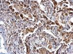 ANKRD35 Antibody in Immunohistochemistry (Paraffin) (IHC (P))