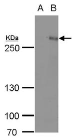 ARID1A Polyclonal Antibody