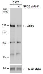 ARID2 Antibody in Western Blot (WB)