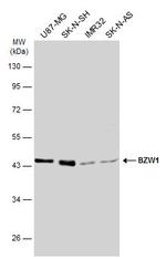 BZW1 Antibody in Western Blot (WB)