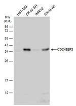 Cdc42EP3 Antibody in Western Blot (WB)