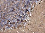 Cdc42EP3 Antibody in Immunohistochemistry (Paraffin) (IHC (P))