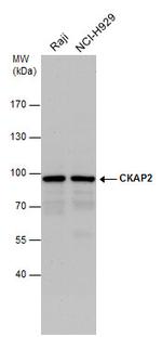 CKAP2 Antibody in Western Blot (WB)