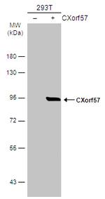 CXorf57 Antibody in Western Blot (WB)