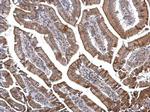DOK6 Antibody in Immunohistochemistry (Paraffin) (IHC (P))