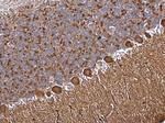 DOK6 Antibody in Immunohistochemistry (Paraffin) (IHC (P))