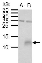 PI3 Antibody in Western Blot (WB)