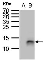 PI3 Polyclonal Antibody