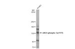 Phospho-eNOS (Ser1177) Antibody in Western Blot (WB)