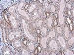 Phospho-eNOS (Ser1177) Antibody in Immunohistochemistry (Paraffin) (IHC (P))