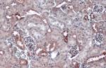 Phospho-eNOS (Ser1177) Antibody in Immunohistochemistry (Paraffin) (IHC (P))