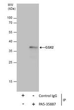 GSX2 Antibody in Immunoprecipitation (IP)