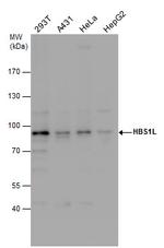 HBS1L Antibody in Western Blot (WB)