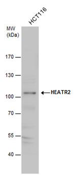 HEATR2 Antibody in Western Blot (WB)