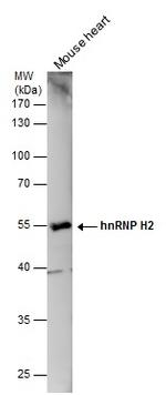 hnRNP H2 Antibody in Western Blot (WB)
