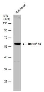 hnRNP H2 Antibody in Western Blot (WB)