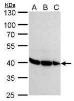 hnRNP DL Antibody in Western Blot (WB)