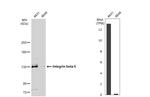 ITGB6 Antibody in Western Blot (WB)