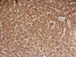 KCTD9 Antibody in Immunohistochemistry (Paraffin) (IHC (P))