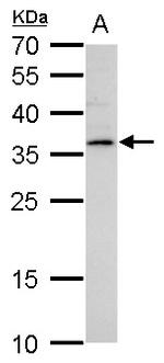 LYL1 Antibody in Western Blot (WB)