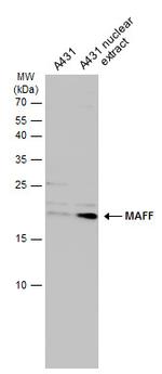 MAFF Polyclonal Antibody