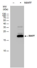 MAFF Antibody in Western Blot (WB)