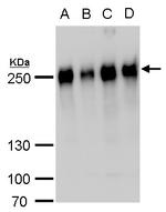 MAP4 Antibody in Western Blot (WB)
